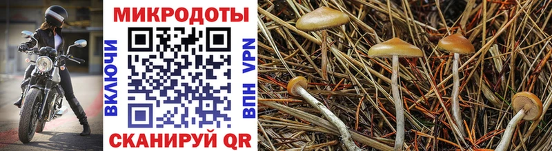 Псилоцибиновые грибы мицелий  как найти закладки  это как зайти  Снежинск 